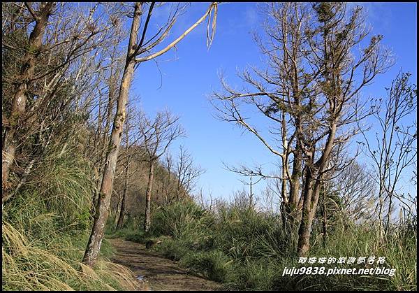 山毛櫸步道15.JPG 山毛櫸步道15.JPG