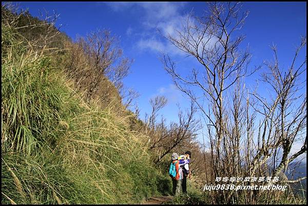 山毛櫸步道16.JPG 山毛櫸步道16.JPG