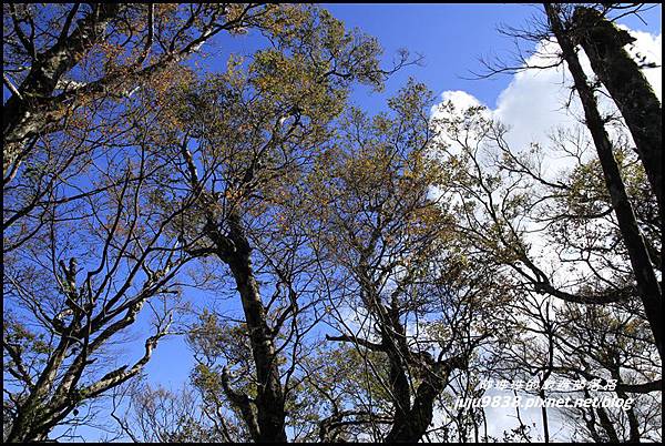 山毛櫸步道18.JPG 山毛櫸步道18.JPG