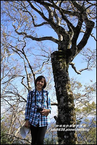 山毛櫸步道19.JPG 山毛櫸步道19.JPG