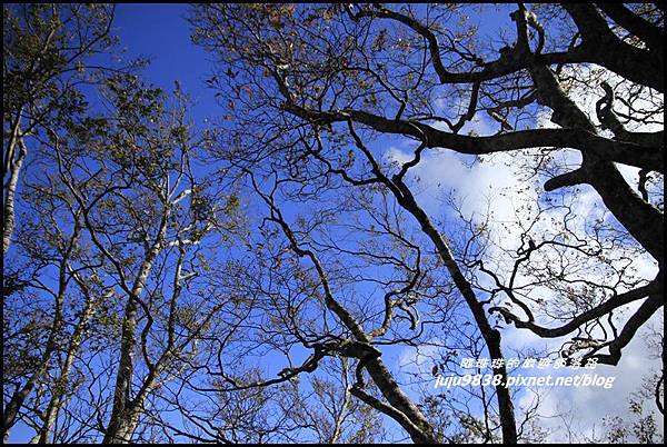 山毛櫸步道20.JPG 山毛櫸步道20.JPG