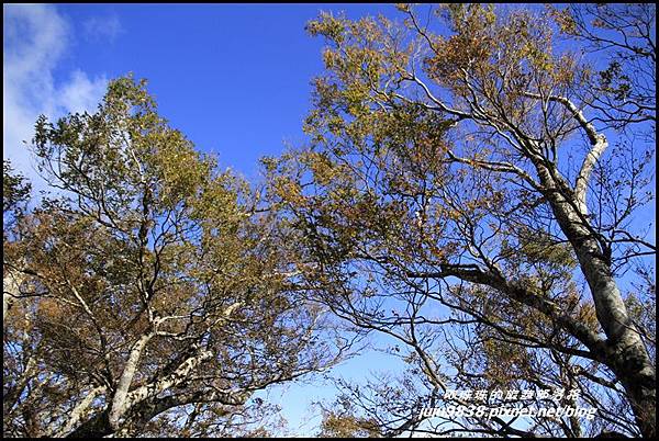 山毛櫸步道22.JPG 山毛櫸步道22.JPG