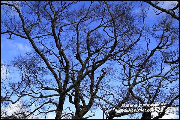 山毛櫸步道24.JPG 山毛櫸步道24.JPG