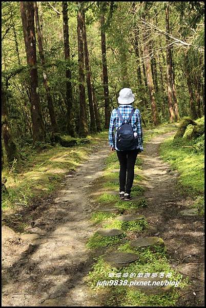 山毛櫸步道26.JPG 山毛櫸步道26.JPG