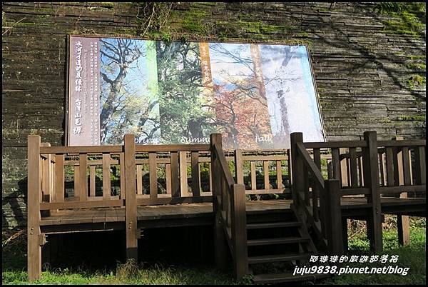 山毛櫸步道41.JPG 山毛櫸步道41.JPG