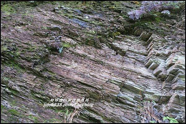山毛櫸步道44.JPG 山毛櫸步道44.JPG