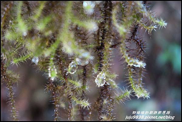 山毛櫸步道45.JPG 山毛櫸步道45.JPG