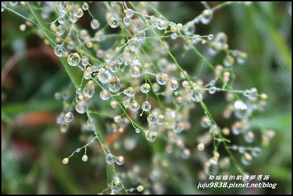 山毛櫸步道46.JPG 山毛櫸步道46.JPG