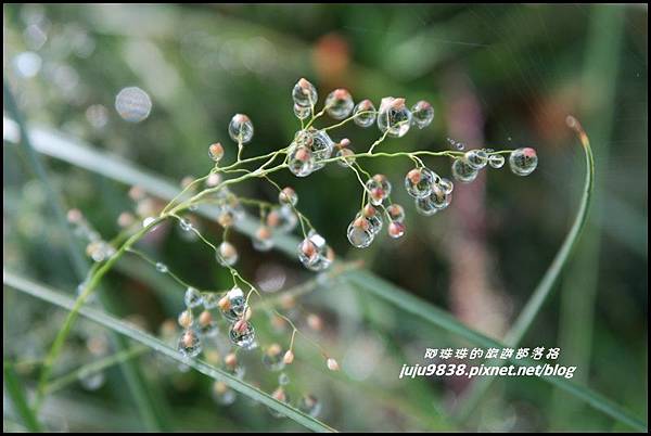 山毛櫸步道48.JPG 山毛櫸步道48.JPG