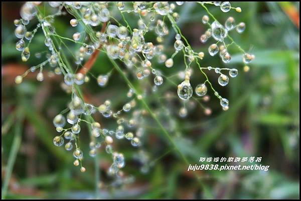 山毛櫸步道47.JPG 山毛櫸步道47.JPG