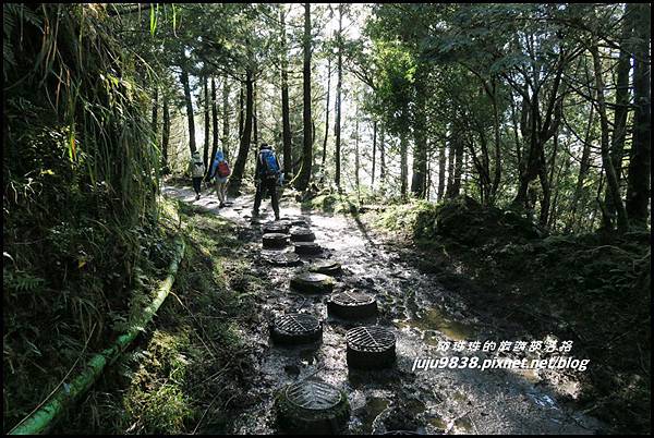 山毛櫸步道50.JPG 山毛櫸步道50.JPG