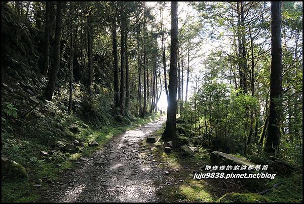 山毛櫸步道53.JPG