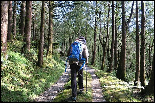 山毛櫸步道55.JPG 山毛櫸步道55.JPG