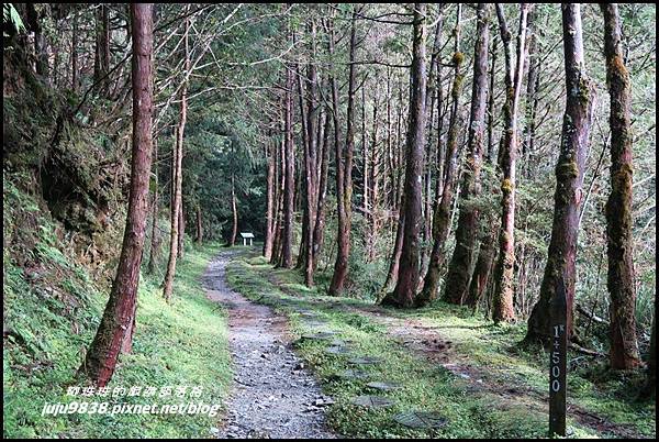 山毛櫸步道56.JPG 山毛櫸步道56.JPG