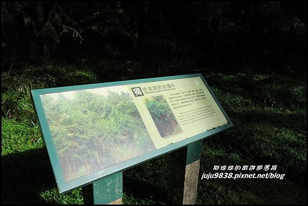 山毛櫸步道57.JPG 山毛櫸步道57.JPG