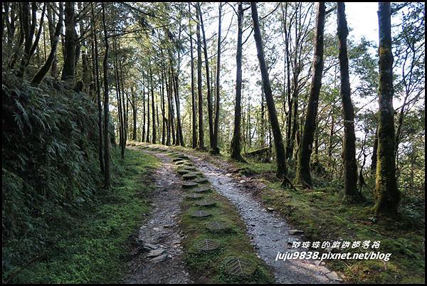山毛櫸步道58.JPG 山毛櫸步道58.JPG