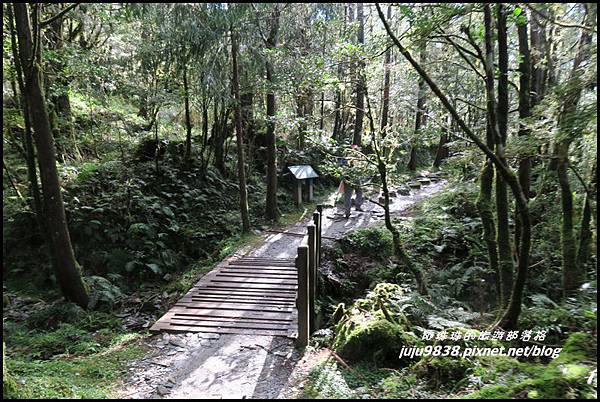 山毛櫸步道59.JPG 山毛櫸步道59.JPG