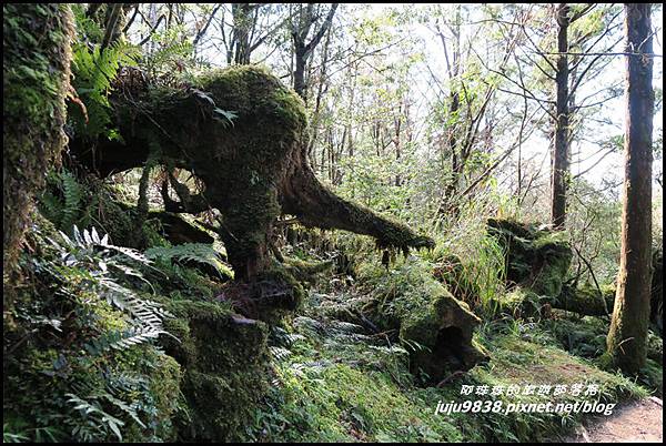 山毛櫸步道63.JPG 山毛櫸步道63.JPG