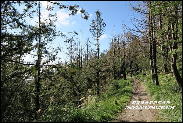 山毛櫸步道62.JPG 山毛櫸步道62.JPG
