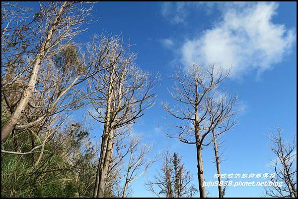 山毛櫸步道65.JPG 山毛櫸步道65.JPG