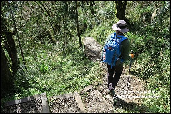 山毛櫸步道68.JPG 山毛櫸步道68.JPG