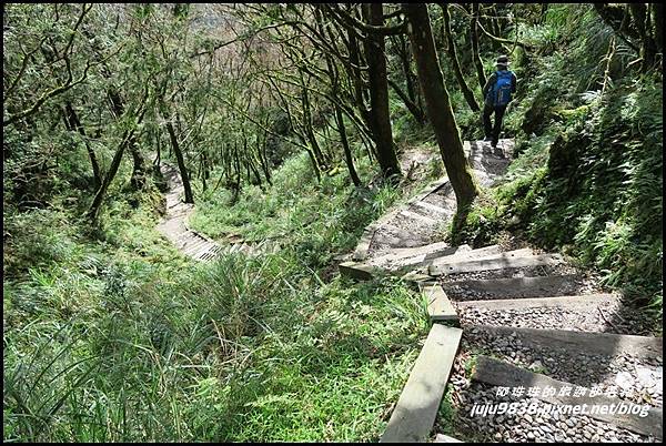 山毛櫸步道69.JPG