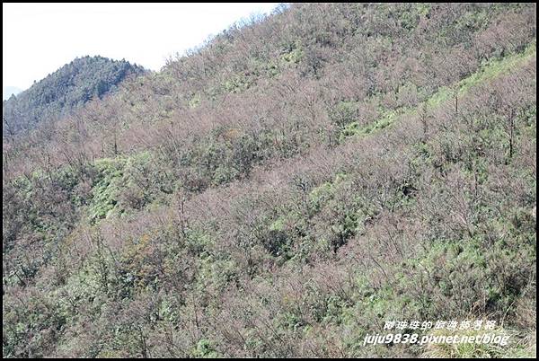 山毛櫸步道70.JPG 山毛櫸步道70.JPG
