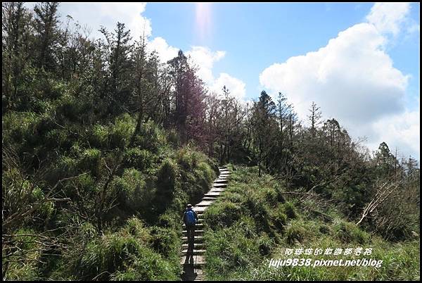 山毛櫸步道72.JPG