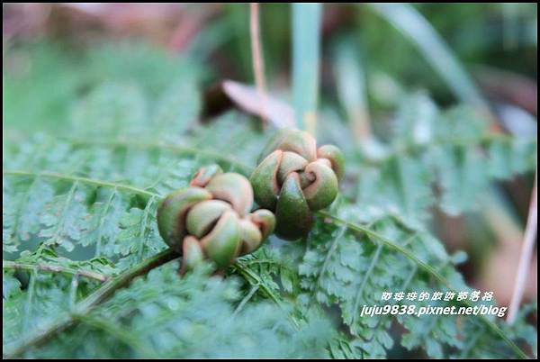 山毛櫸步道73.JPG 山毛櫸步道73.JPG