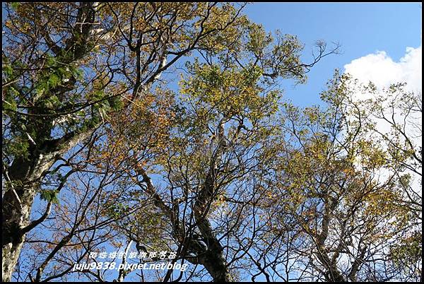 山毛櫸步道74.JPG 山毛櫸步道74.JPG