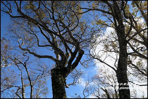 山毛櫸步道75.JPG 山毛櫸步道75.JPG