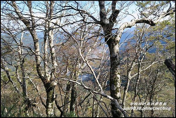 山毛櫸步道76.JPG 山毛櫸步道76.JPG