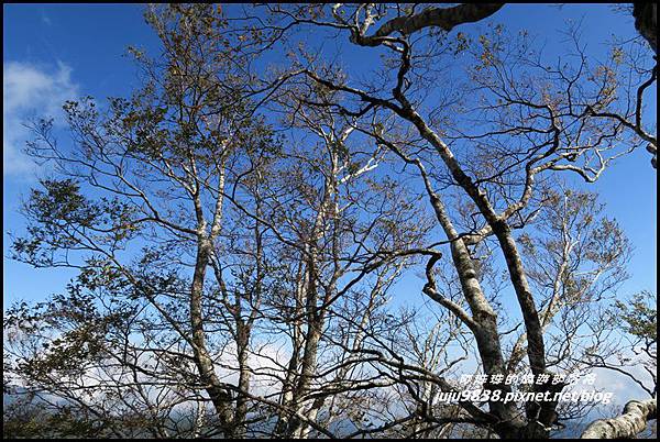 山毛櫸步道77.JPG 山毛櫸步道77.JPG