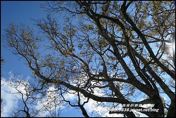 山毛櫸步道79.JPG 山毛櫸步道79.JPG