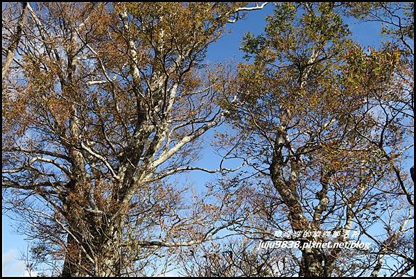山毛櫸步道80.JPG 山毛櫸步道80.JPG