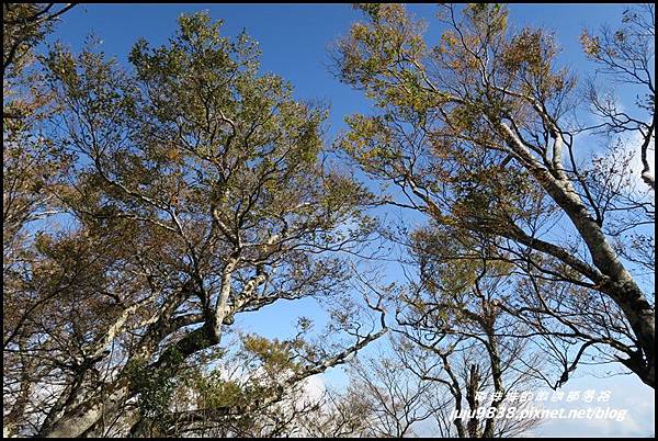 山毛櫸步道81.JPG 山毛櫸步道81.JPG