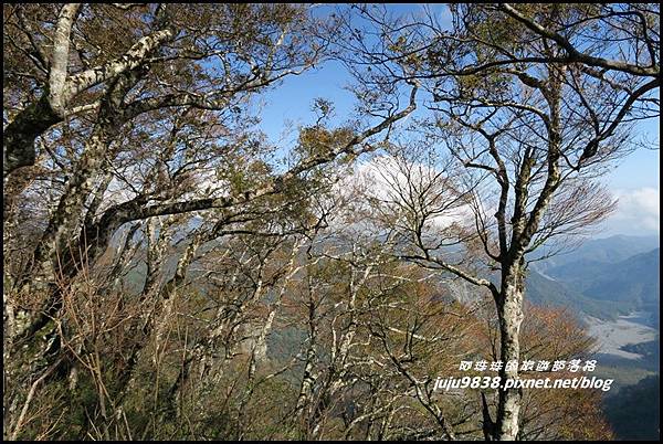 山毛櫸步道82.JPG 山毛櫸步道82.JPG