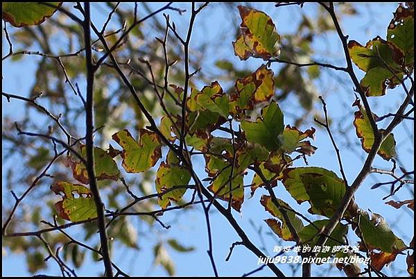 山毛櫸步道83.JPG 山毛櫸步道83.JPG