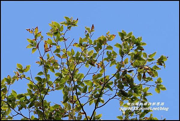 山毛櫸步道86.JPG 山毛櫸步道86.JPG