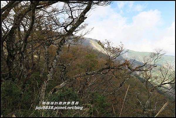 山毛櫸步道88.JPG 山毛櫸步道88.JPG