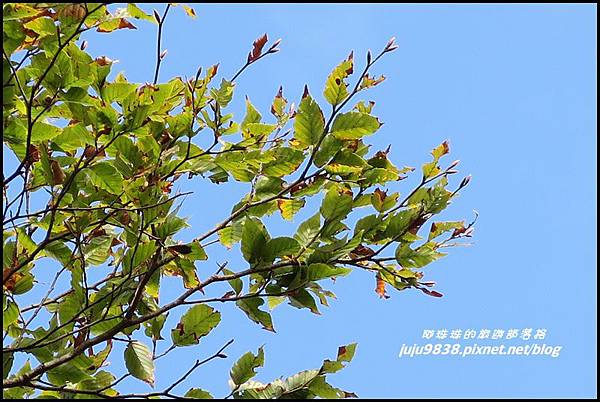 山毛櫸步道87.JPG 山毛櫸步道87.JPG