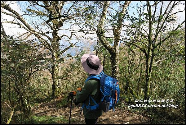 山毛櫸步道89.JPG 山毛櫸步道89.JPG