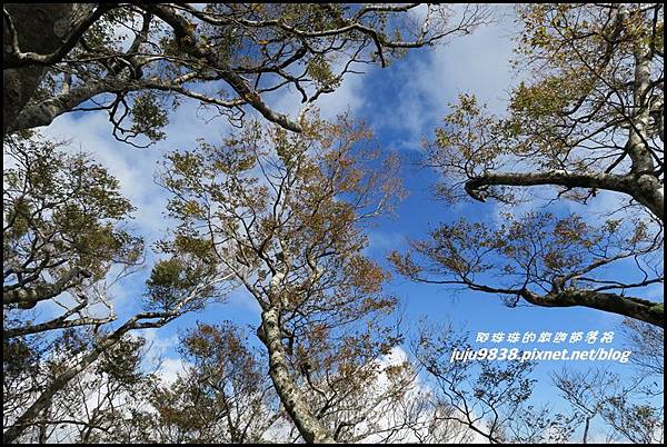 山毛櫸步道90.JPG 山毛櫸步道90.JPG