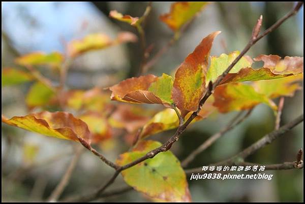 山毛櫸步道95.JPG 山毛櫸步道95.JPG