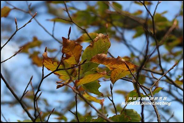 山毛櫸步道94.JPG 山毛櫸步道94.JPG
