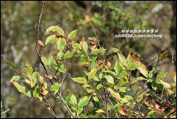 山毛櫸步道93.JPG 山毛櫸步道93.JPG
