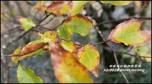 山毛櫸步道96.JPG 山毛櫸步道96.JPG