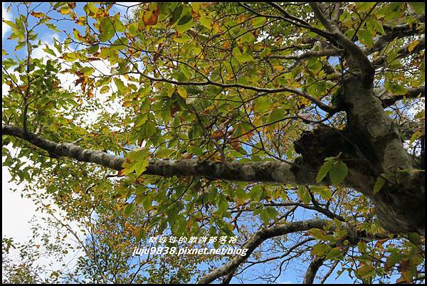 山毛櫸步道98.JPG 山毛櫸步道98.JPG