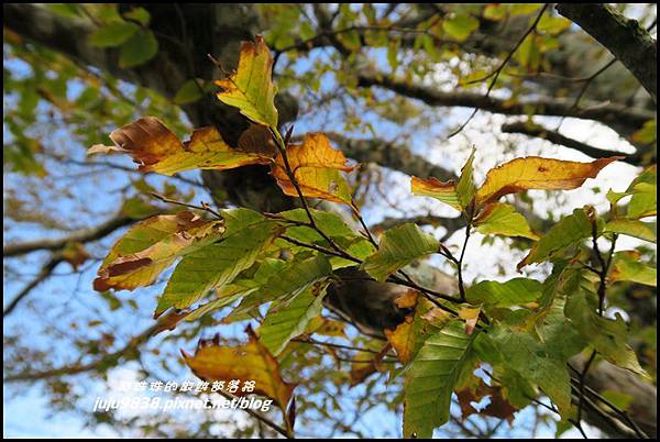 山毛櫸步道97.JPG 山毛櫸步道97.JPG