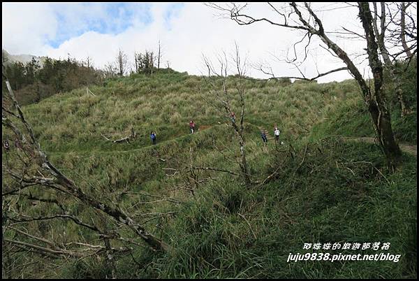 山毛櫸步道100.JPG 山毛櫸步道100.JPG